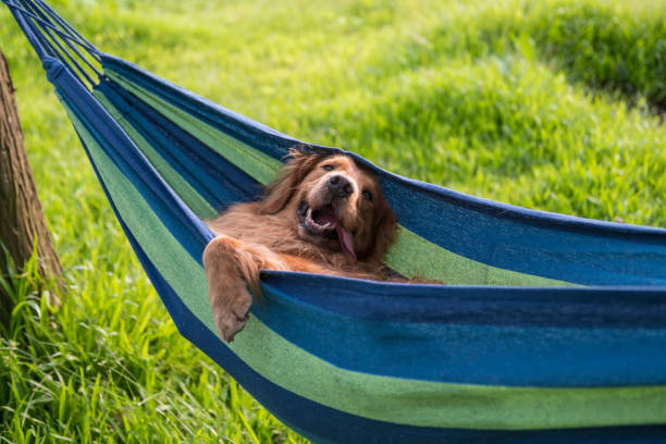 Golden Retriever resting in a hammock stock photo