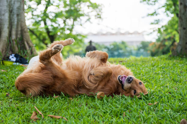 Golden retriever rolling on the grass stock photo