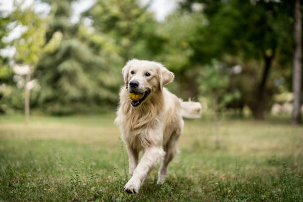 golden retriever running and playing at park with tennis ball - golden retriever imagens e fotografias de stock