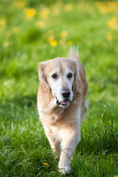 Golden Retriever running on green Spring Meadow with Flowers stock photo