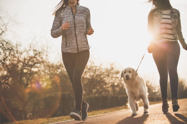 Golden retriever running with his owners Low angle view of two women and a golden retriever running on running track on a sunny day. dog walking stock pictures, royalty-free photos & images
