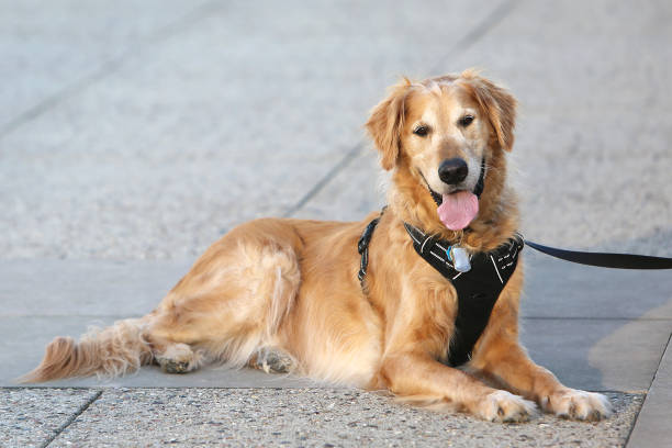 Golden Retriever Service Dog cute golden retriever animal harness stock pictures, royalty-free photos & images