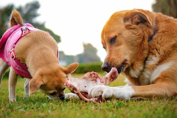 Golden retriever shares his bone with another dog stock photo
