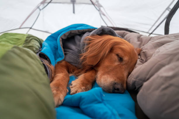 Golden retriever sleeping in a tent stock photo