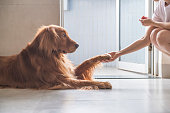 Golden Retriever stretches out his paw and shakes hands with the owner