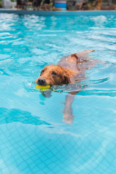 Golden Retriever swimming in the pool stock photo