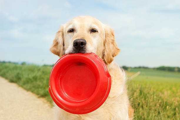 Golden Retriever with dog bowl stock photo