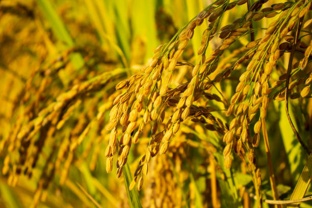 Golden rice paddy stock photo