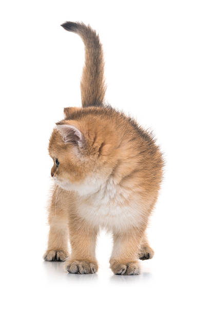 Golden Shaded Tabby British Shorthair Kitten Stock Photo