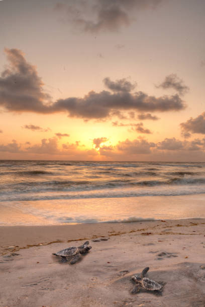Golden sunset over hatchling turtles Caretta caretta Golden sunset over hatchling turtles Caretta caretta as they travel over the white sand of Clam Pass Beach to the ocean in Naples, Florida naples florida beach photos stock pictures, royalty-free photos & images