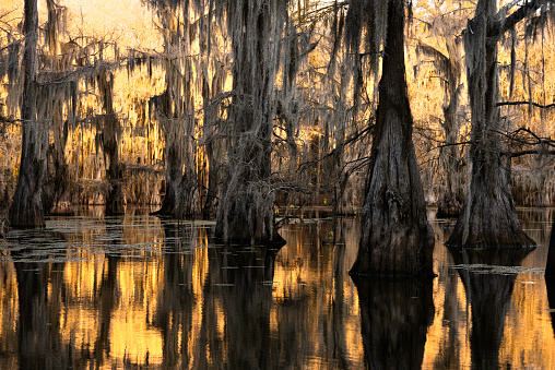 Golden scene at a bald cypress swamp, Caddo Lake, on the border between Louisiana and Texas, USA