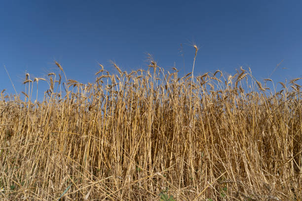 Golden wheat field before harvest stock photo