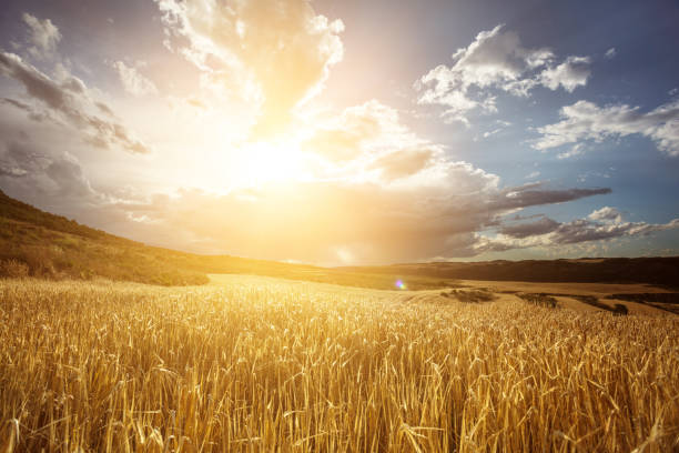 golden wheat field under beautiful sunset sky - ensolarado imagens e fotografias de stock