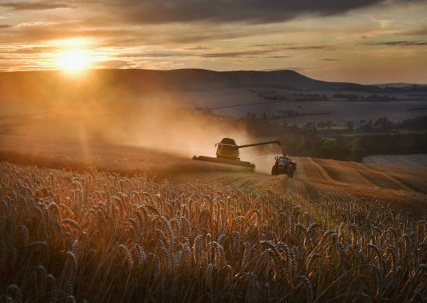 Golden Wheat harvest Wheat being harvested on the South Downs at sunset, England, UK harvesting photos stock pictures, royalty-free photos & images