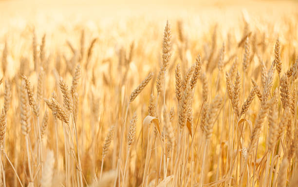 golden wheat in einem feld - marko skrbic stock-fotos und bilder