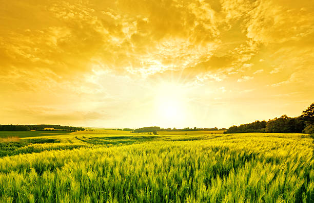 Photo of golden wheat landscape