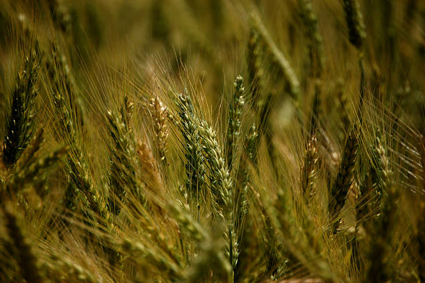 Golden Wheat stock photo