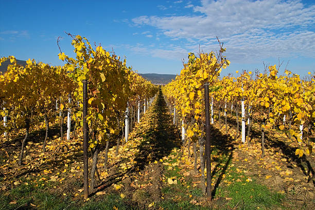 Golden wineyards
