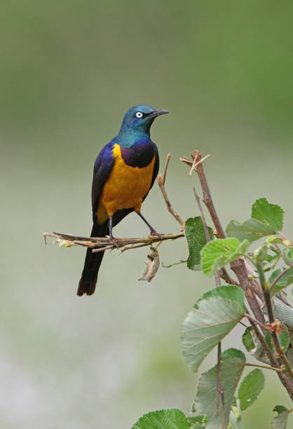 Golden-breasted Starling stock photo