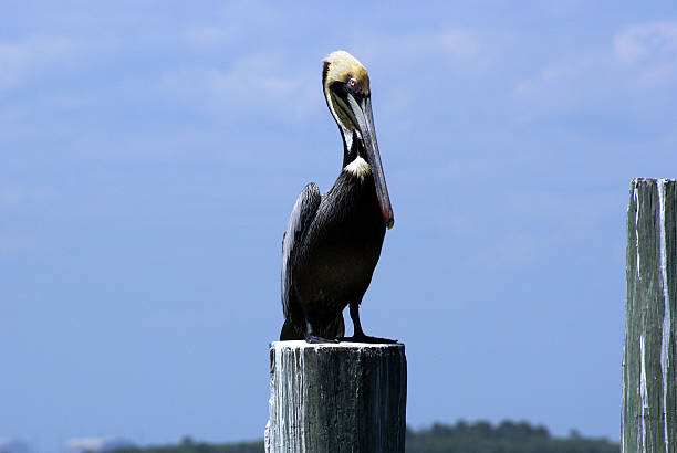 Golden-Crested Pelican stock photo