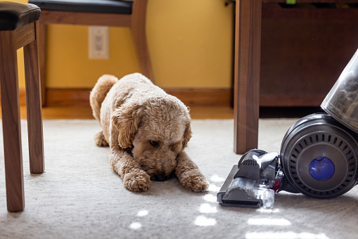 High quality stock photos of a Goldendoodle dog and a vacuum cleaner at home on carpet.
