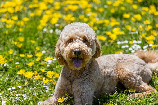 High quality stock photo of a Goldendoodle dog outdoors in the sunshine enjoying Springtime flowers blooming.
