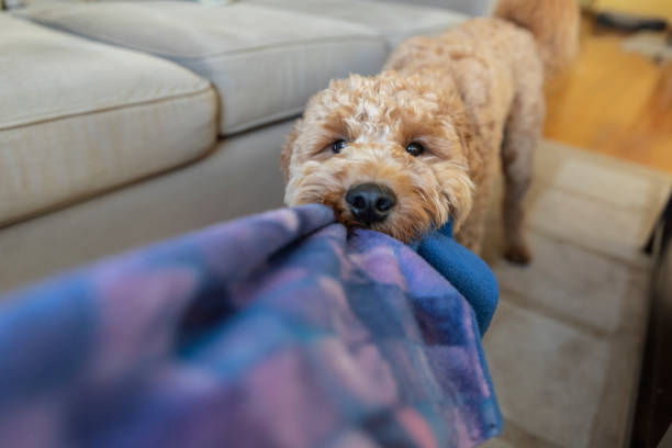 Goldendoodle Playing Tug of War High quality stock photo of a Goldendoodle puppy playing tug of war. animal behavior stock pictures, royalty-free photos & images