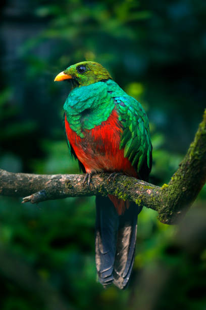 Golden-headed Quetzal, Pharomachrus auriceps, Ecuador. Magical colorful bird from dark tropical forest. Golden-headed Quetzal, Pharomachrus auriceps, Ecuador. Magical colorful bird from dark tropical forest. quetzal stock pictures, royalty-free photos & images