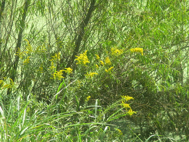 Goldenrod Growing Near Pond stock photo