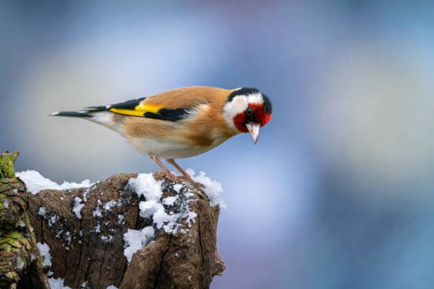Goldfinch in winter stock photo