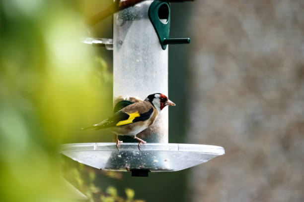 Goldfinch (Carduelis-carduelis) on Bird Feeder stock photo
