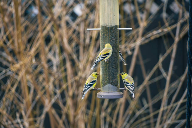 Goldfinches on Bird Feeder stock photo