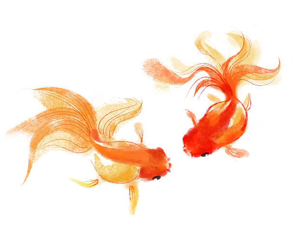 金魚 - 金魚 ストックフォトと画像