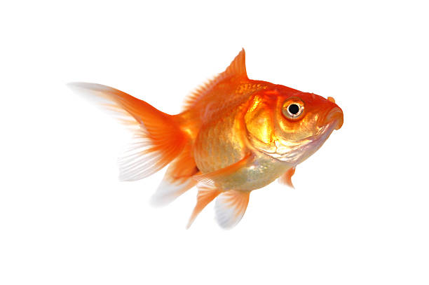 goldfish stock photo