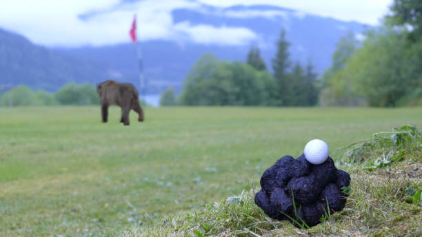 Golf ball and bear scat The small golf course in Port Alice, B.C. is located between a forest and the seashore. It is frequented by bears in search of berry bushes. A pile of scat with a golf ball can be seen, but where is the golfer? We only see a bear ambling towards the seventh hole. bear scat photo stock pictures, royalty-free photos & images
