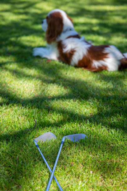 Golf clubs and dog stock photo