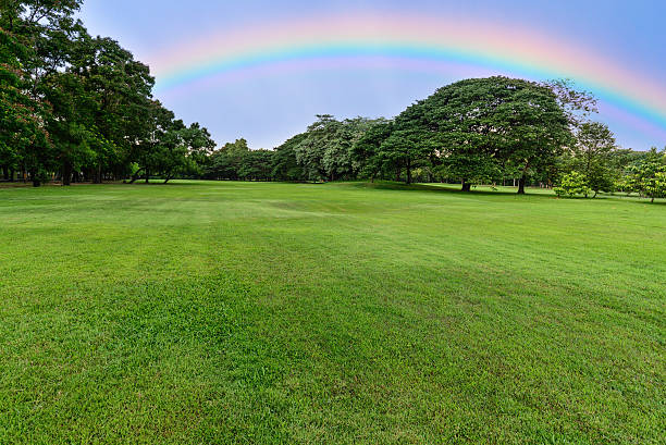 Golf course landscape with tree and rainbow. stock photo