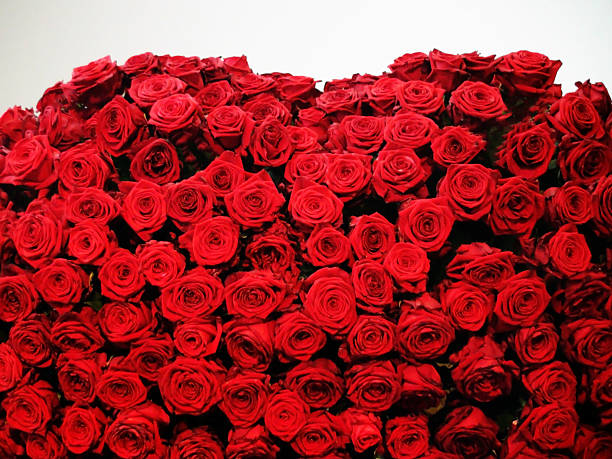 Good Looking Deep Roses Good Looking Deep Roses bed of roses stock pictures, royalty-free photos & images