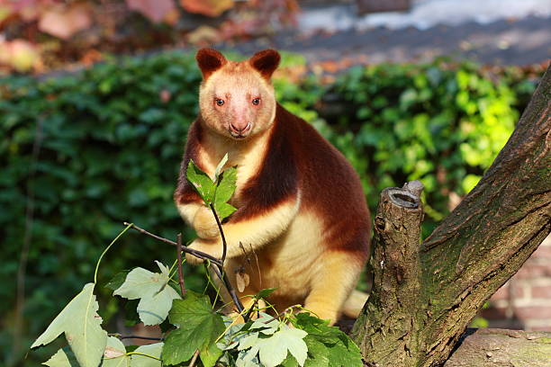 Goodfellow's Tree-kangaroo (Dendrolagus goodfellowi) Goodfellow's Tree-kangaroo (Dendrolagus goodfellowi) feeding on a leafMore animals are in this lightbox: Tree Kangaroo stock pictures, royalty-free photos & images