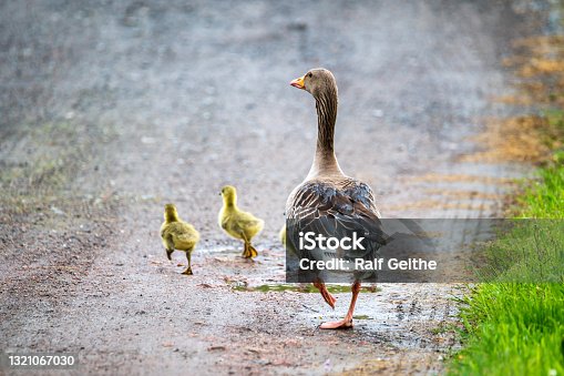 istock Goose family runs along a dirt road 1321067030