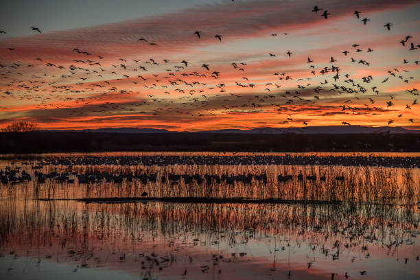 Goose geese fly at sunrise in wildlife refuge At sunrise, snow geese fly from lakes by the thousands animal migration photos stock pictures, royalty-free photos & images