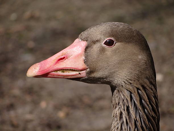 Goose head stock photo