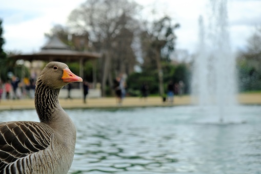 Goose in Ciutadella park, Barcelona, Spain
