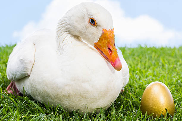 Goose with golden egg stock photo
