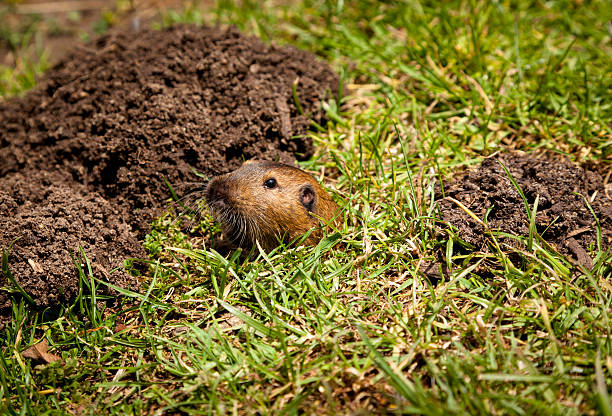 Gopher Peaking Out of Hole A gopher next to mounds of dirt peaking out of a hole. ground squirrel stock pictures, royalty-free photos & images