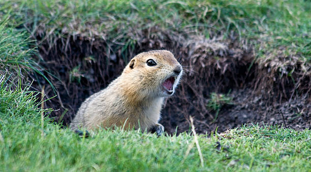 Gopher sticks his head out hole "A Richardson's ground squirrel (Spermophilus richardsonii), often called a gopher, stands at the entrance to his hole with his mouth open, making a loud chirping noise to warn intruders away." ground squirrel stock pictures, royalty-free photos & images