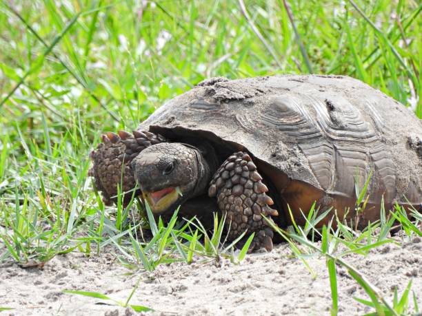 Gopher Tortoise (Gopherus polyphemus) eating in the grass stock photo