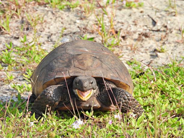 Gopher Tortoise (Gopherus polyphemus) - in the grass with mouth open stock photo