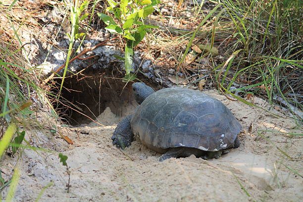 Gopher Tortoise stock photo