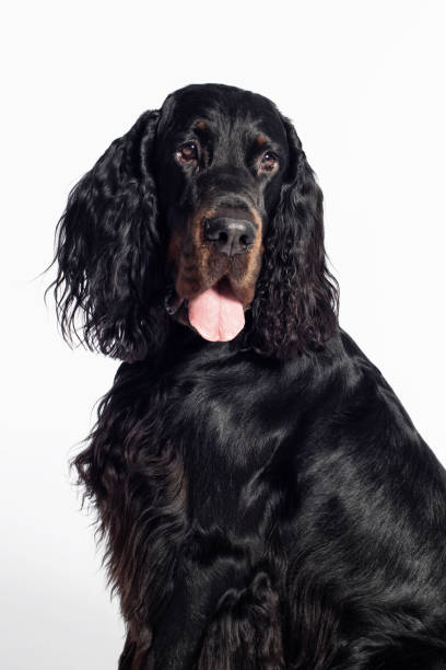 Gordon setter dog on white background Gordon dog setter isolated on white, portrait of a dog irish red and white setter puppies stock pictures, royalty-free photos & images